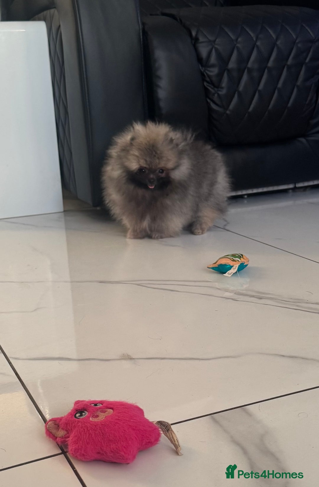 Pomeranian dogs for sale: Fabulous boys available to discerning pet homes - Advert 19