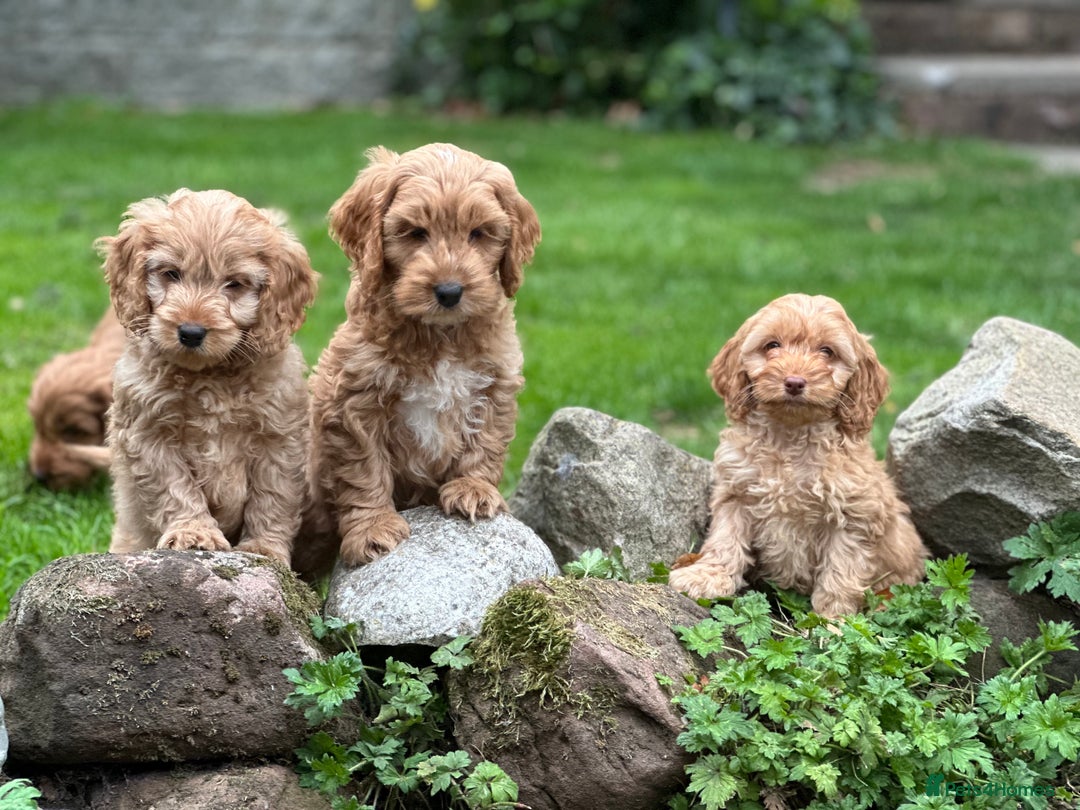 Cockapoo dogs for sale: Stunning cockapoos ready now for loving homes  - Image 11