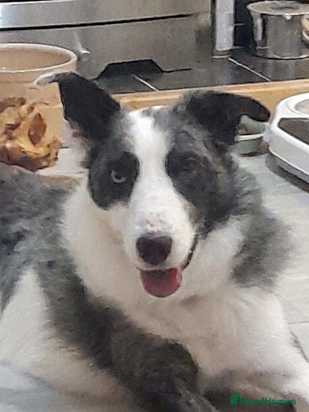 Border Collie dogs for sale: Border collie blue murle for sale - Image 17
