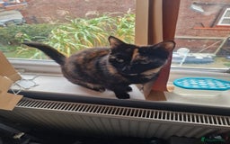 Mixed Breed cats for sale: Female Domestic Shorthair - Tortoiseshell  - Image 2