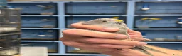 Budgerigars birds for sale: Black face black wings  in Dudley - Advert 8