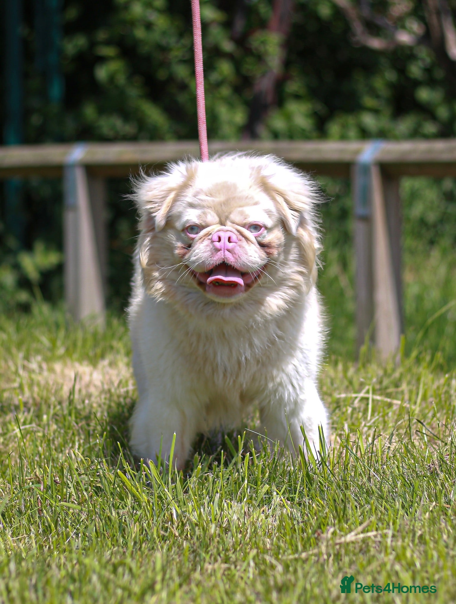 Pug dogs Pink fluffy pug blue tan  in Basildon - Advert 4