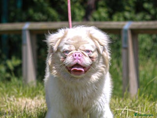 Pug dogs Pink fluffy pug blue tan in Basildon - Advert 2