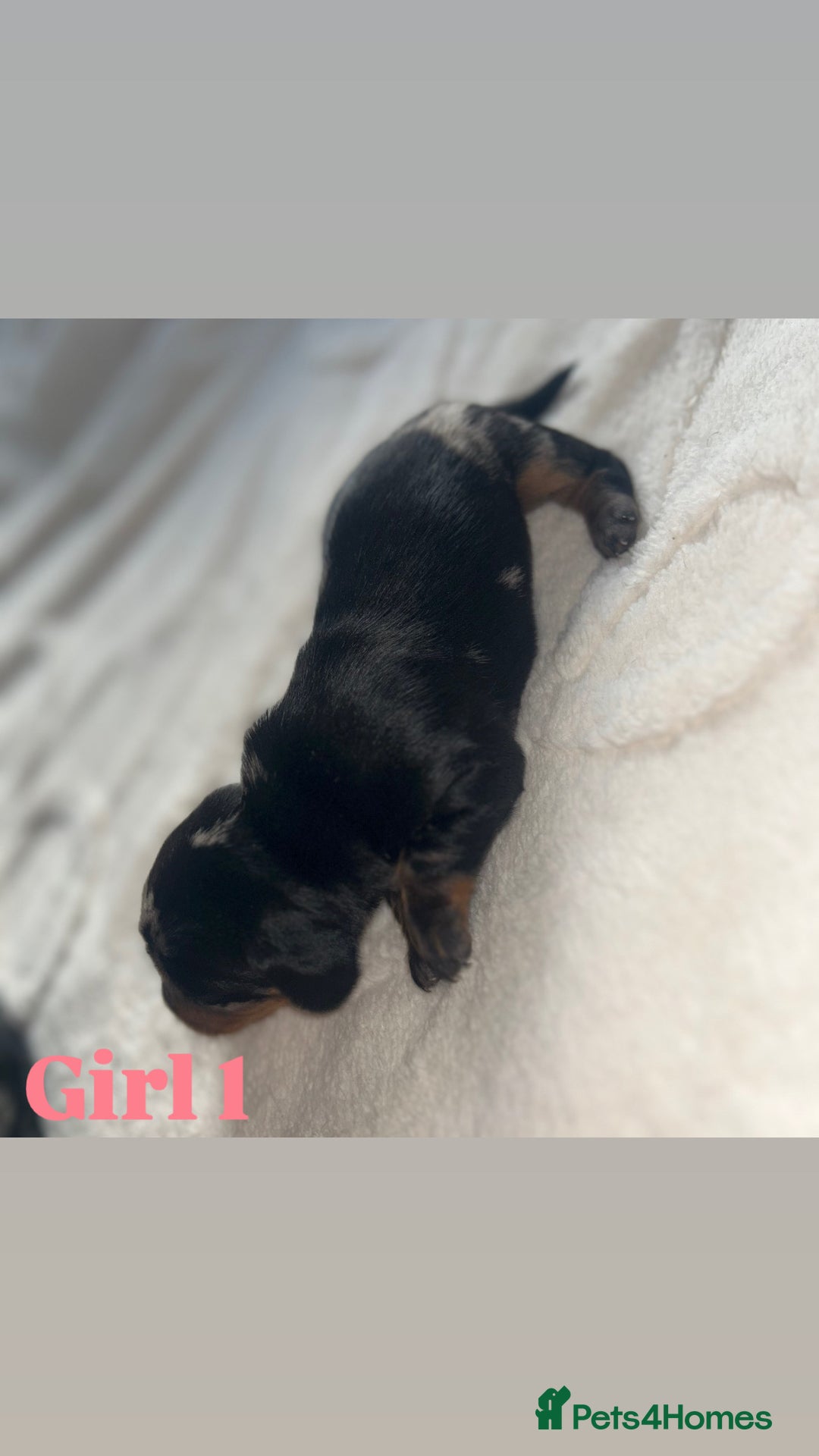 Dachshund dogs for sale: 🐾 Purebred Dachshund Puppies for Sale! 🐾 - Advert 16
