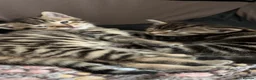 Mixed Breed cats for sale: Kittens For Sale - Advert 2