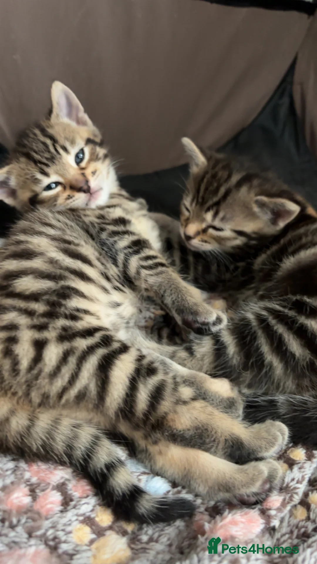 Mixed Breed cats for sale: Kittens For Sale - Advert 2