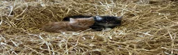 Mixed Breed cats for sale: Farm kittens looking for homes  - Advert 6