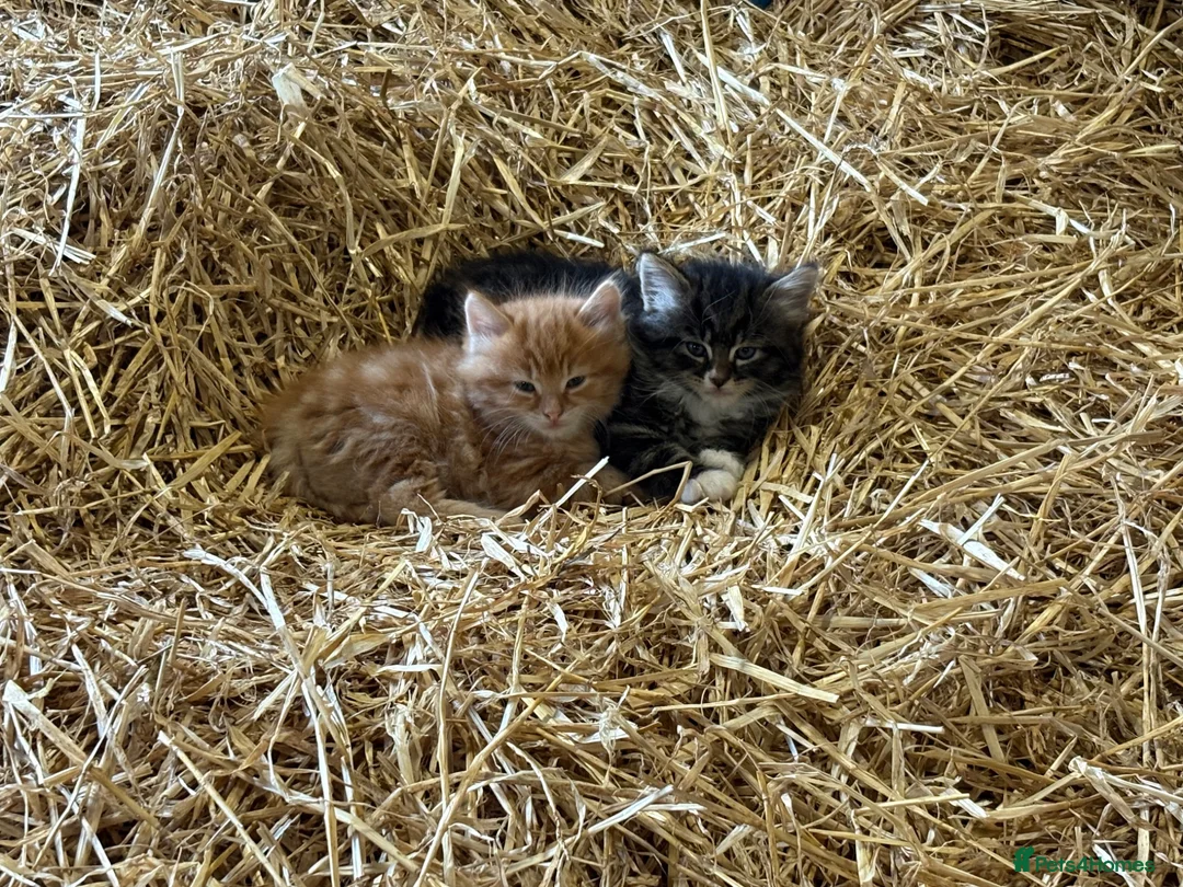 Mixed Breed cats for sale: Farm kittens looking for homes  - Advert 6
