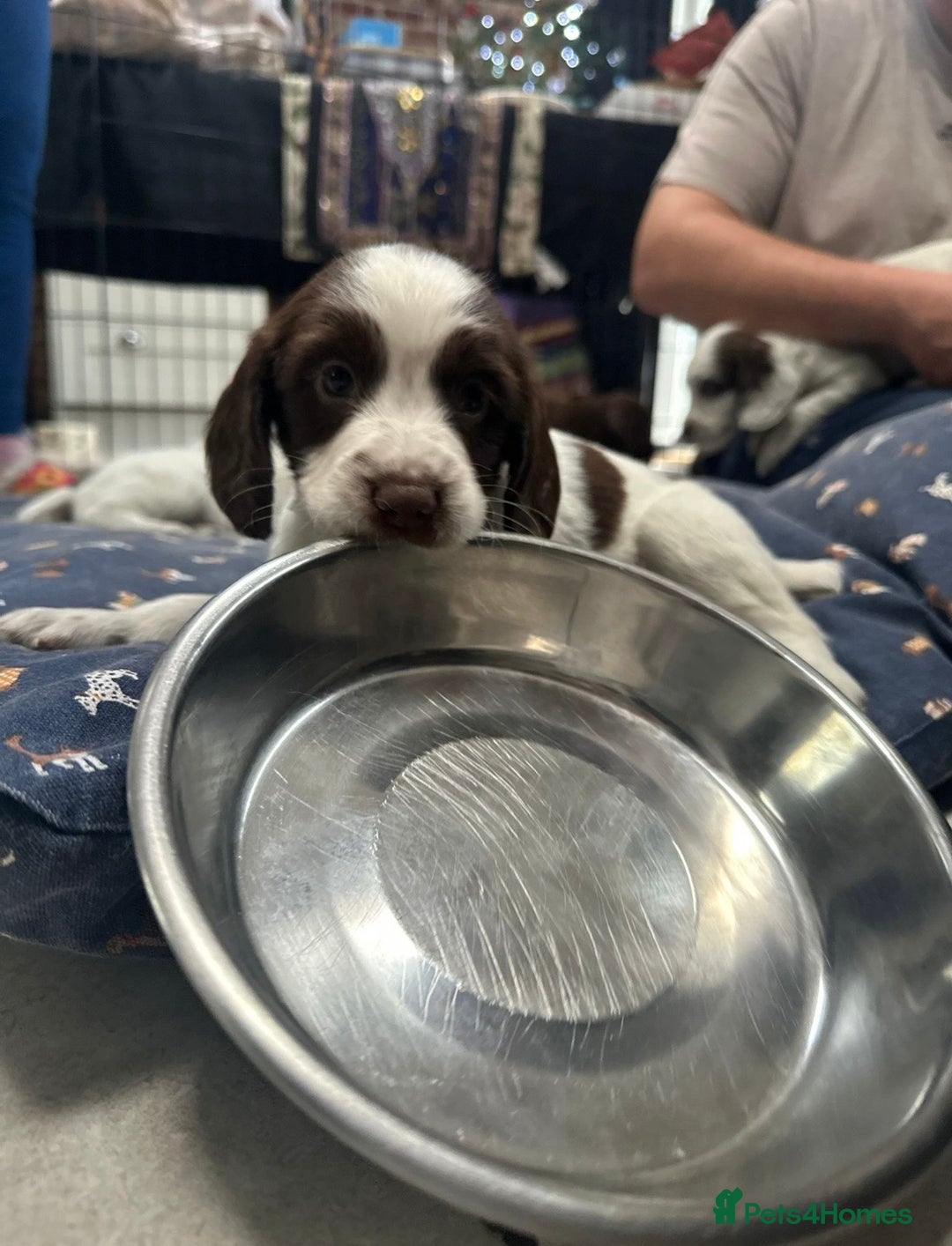 Sprocker dogs for sale: Working Sprocker Spaniels  - Advert 35