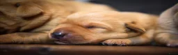 Labrador Retriever dogs for sale: Top Deep Red Quality Labrador JC Puppies KC Reg  - Advert 3