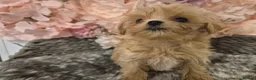 Maltipoo dogs for sale: 🥰 UNIQUE LOVE Tiny Asian Maltipoo 🥰 - Advert 13