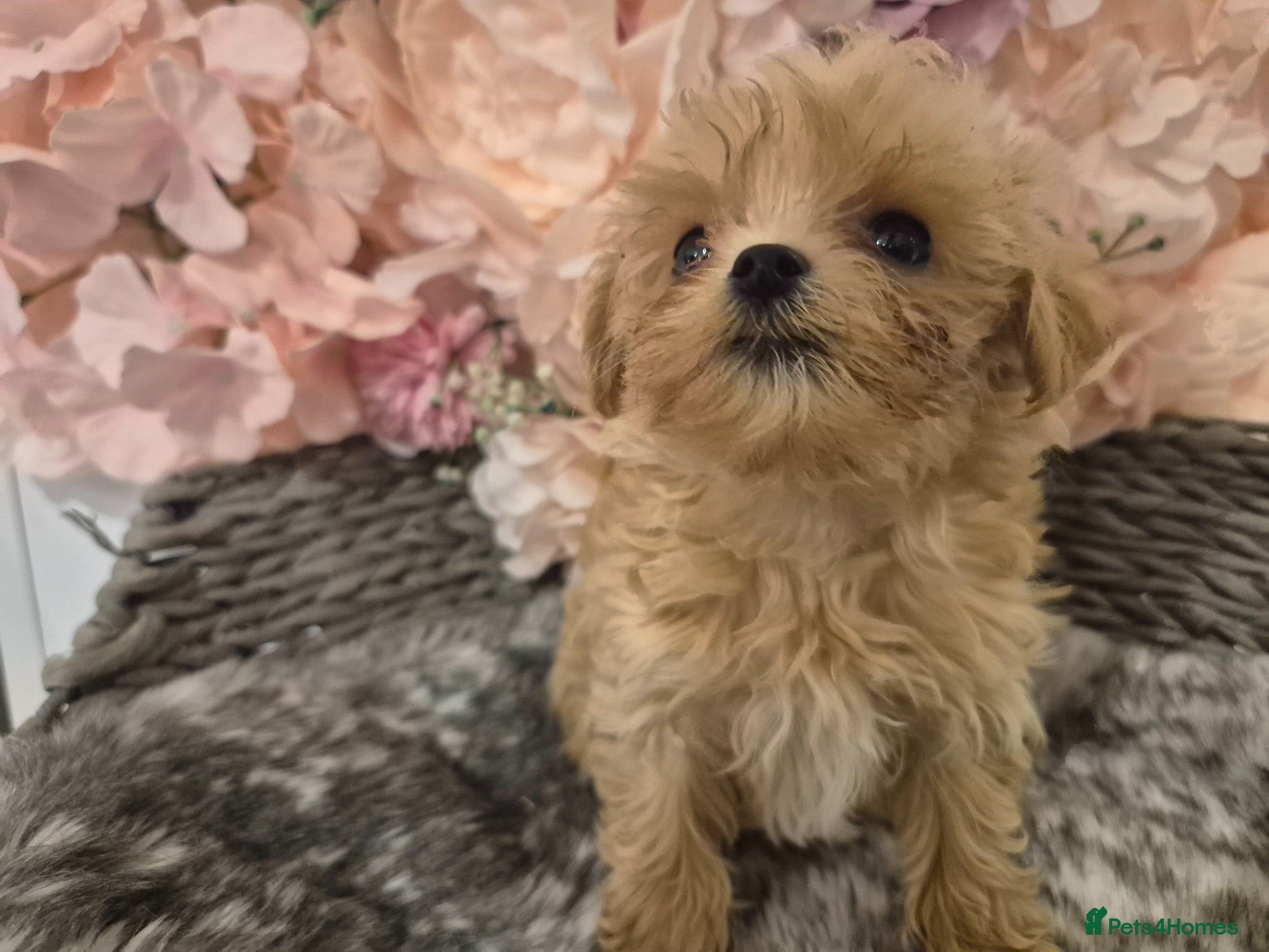 Maltipoo dogs Unique Love -Tiny Asian Maltipoo - Advert 5