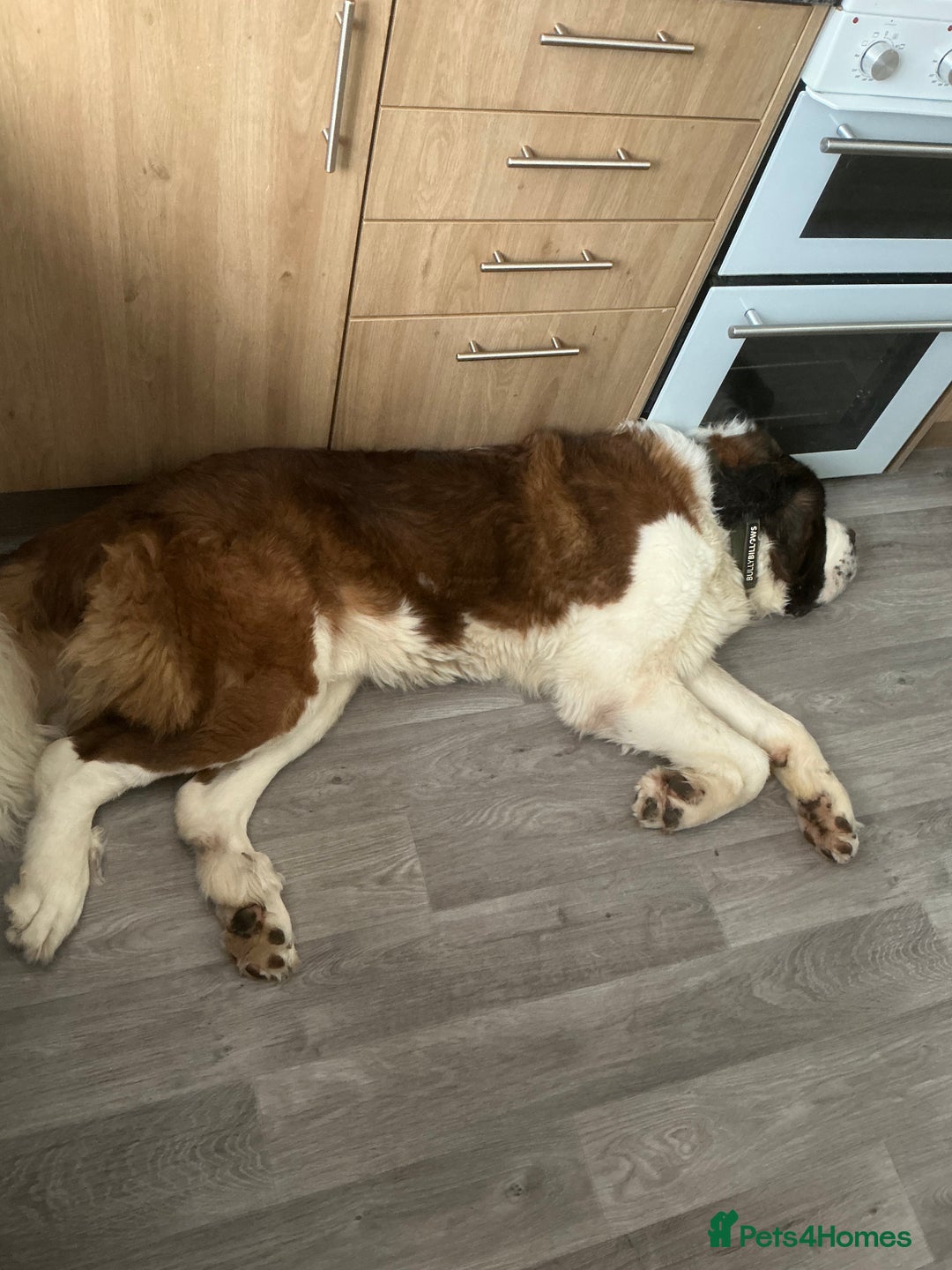 Saint Bernard dogs for sale: Saint bernard - Advert 3