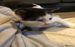 British Shorthair cats for sale: Female kittens  - Advert 3