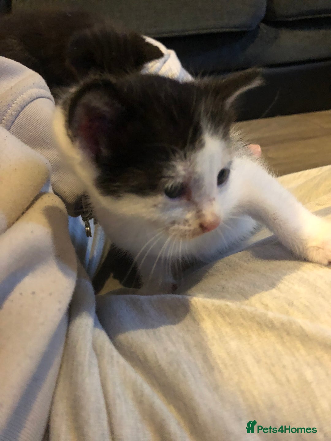 British Shorthair cats for sale: Female kittens  - Advert 3