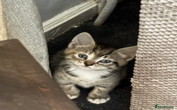 Domestic Shorthair cats for sale: Kitten for Sale - Image 5