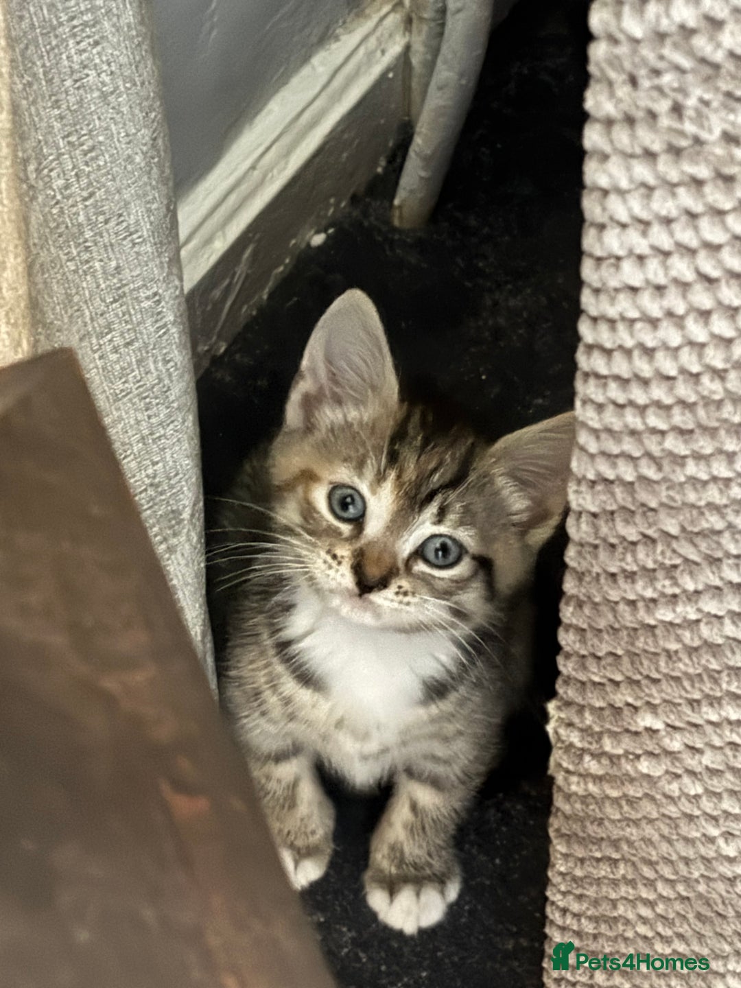 Domestic Shorthair cats for sale: Kitten for Sale - Image 5