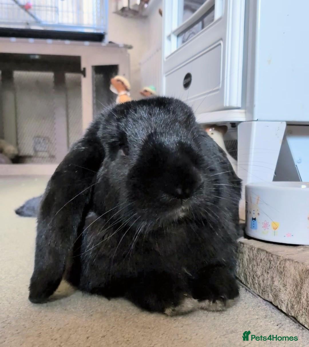 French Lop rabbits for sale: Very pretty French Lop Neutered male - Advert 19
