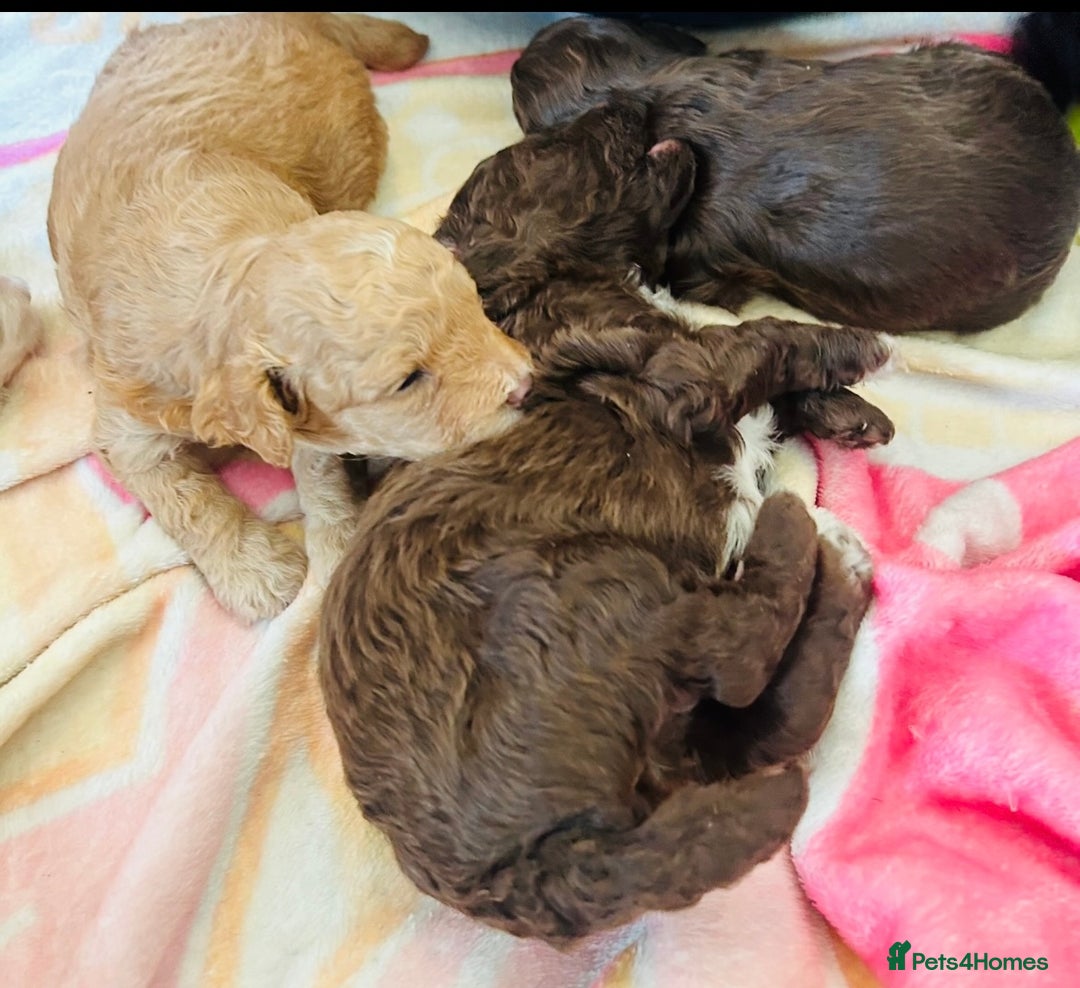 Shihpoo dogs for sale: 4 Beautiful Toy poodle x Shihpoos - Image 8