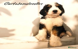 Bernedoodle dogs for sale: Curtabemdoodles Bernedoodles  - Image 28