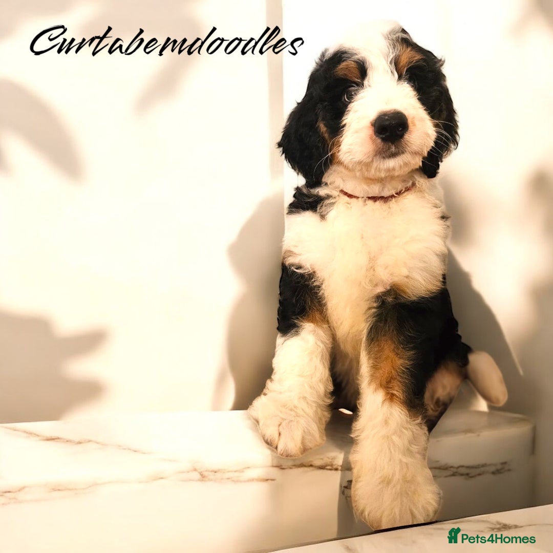 Bernedoodle dogs for sale: Curtabemdoodles Bernedoodles  - Image 28