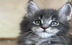 Maine Coon cats for sale: Xl Stunning Maine coon kittens  - Image 8