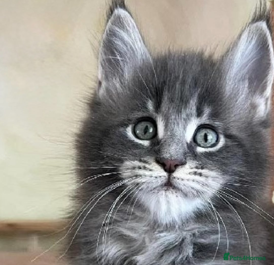 Maine Coon cats for sale: Xl Stunning Maine coon kittens  - Image 8