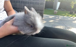 Lionhead rabbits for sale: 7 Beautiful double mane Lionhead Bunnies  - Image 8