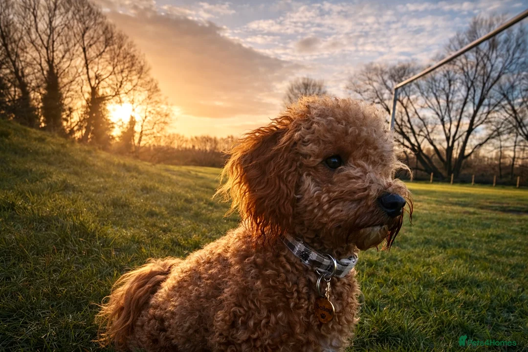 Cavapoo dogs for stud: Beautiful Bailey for stud  - Advert 4