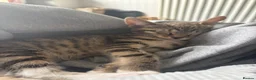 Norwegian Forest Cat cats for sale: 4 kittens Norwegian X Russian Blue - Advert 15