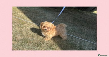 Maltipoo dogs - Advert 4