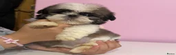 Shih Tzu dogs for sale: 4 males puppies  - Advert 6