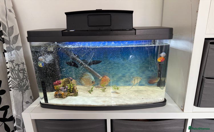 Discus fish - Advert 3