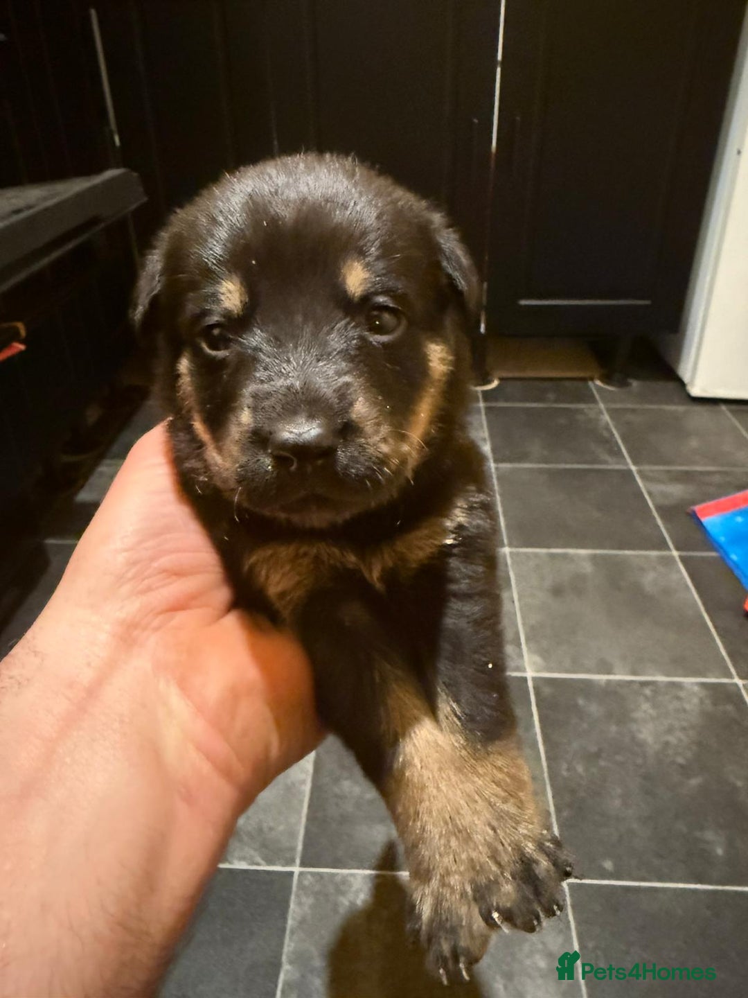 Mixed Breed dogs for sale: Rotti x German shepherd puppies - Advert 7