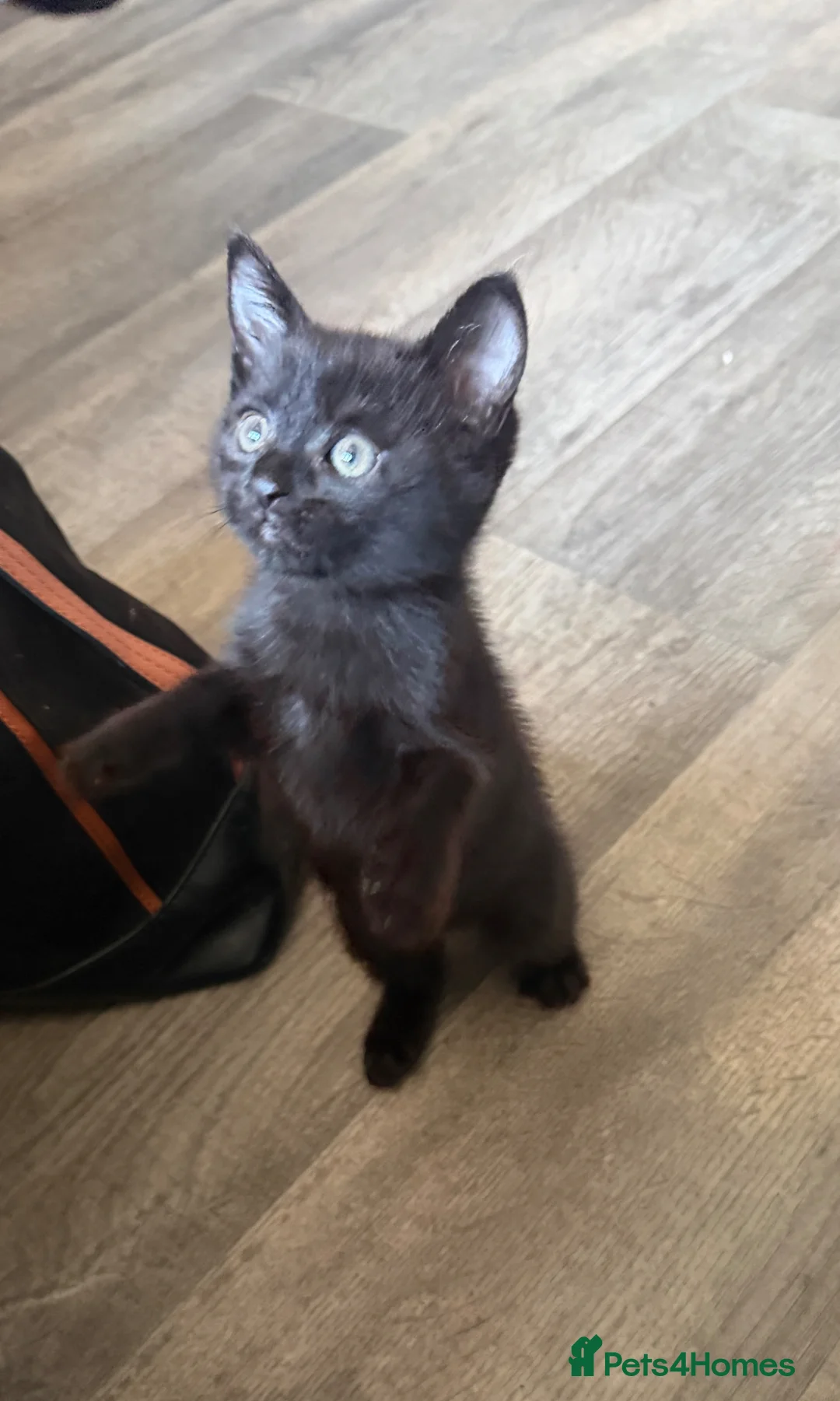 British Shorthair cats for sale: Kitten last one  - Advert 1