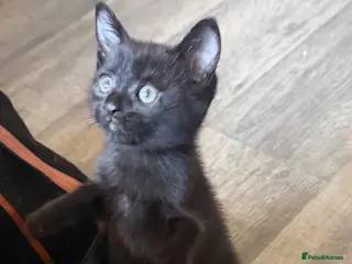 British Shorthair cats Kitten last one - Advert 5