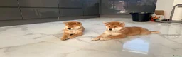 Japanese Shiba Inu dogs for sale: KC registered Japanese Shiba Inu puppies - Advert 13
