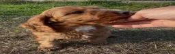 Cockapoo dogs for sale: Cockapoo pups - Advert 10