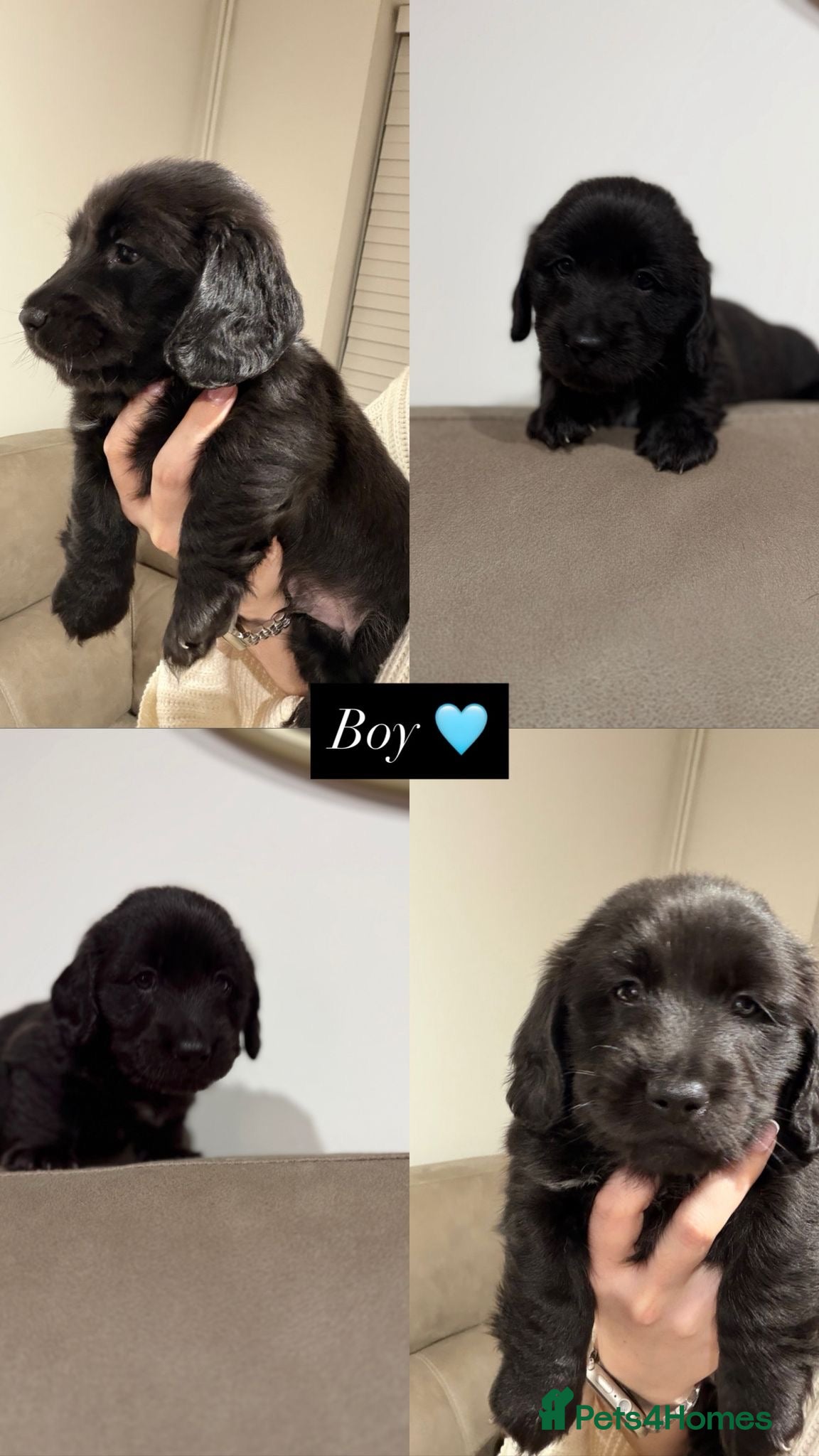 Miniature Dachshund dogs Jet black long haired miniature dachshund - Advert 6