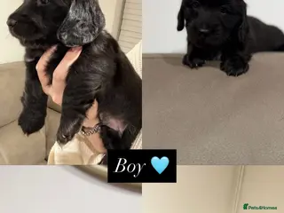 Miniature Dachshund dogs Jet black long haired miniature dachshund - Advert 4