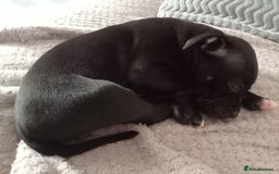 Staffordshire Bull Terrier dogs for sale: ‼️ReadyForCollection‼️Blue Staffie Puppies  in Tipton - Image 19
