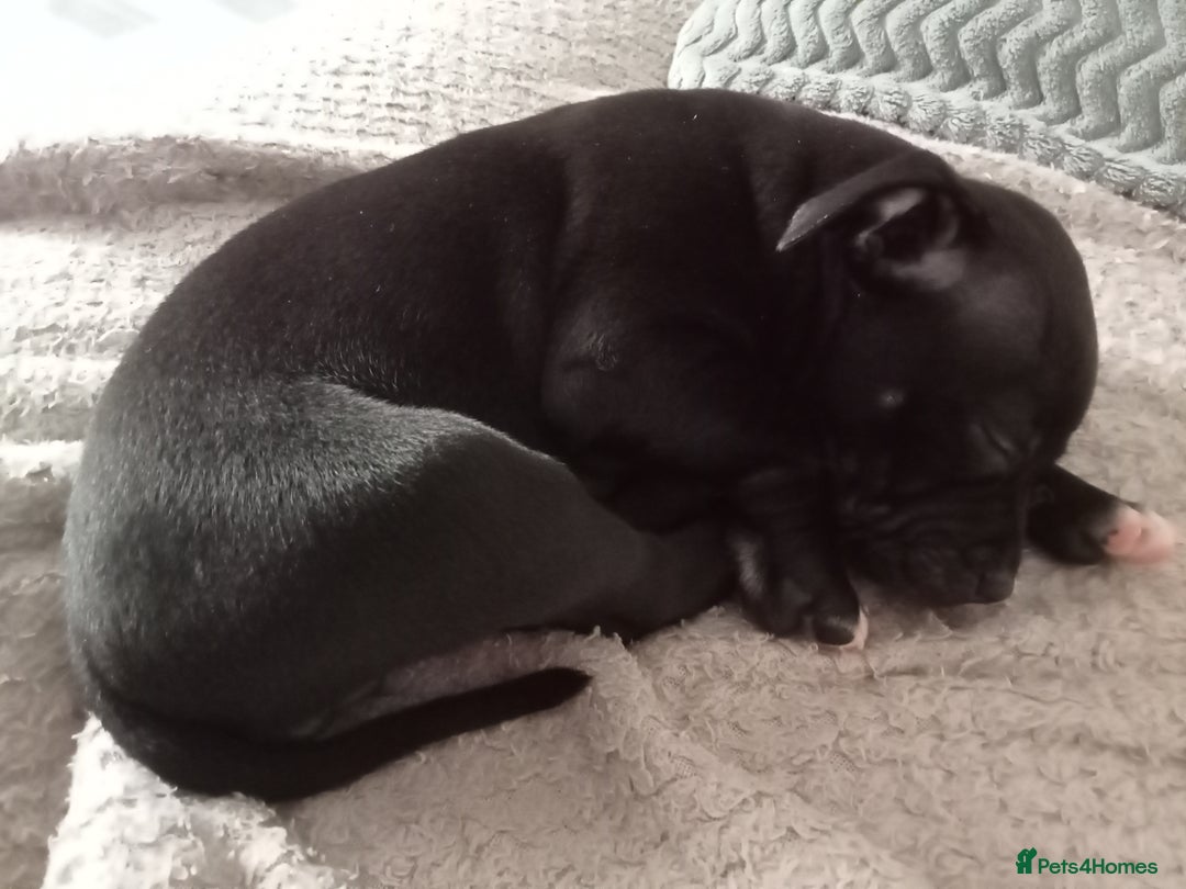 Staffordshire Bull Terrier dogs for sale: ‼️ReadyForCollection‼️Blue Staffie Puppies  in Tipton - Image 19