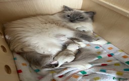 Ragdoll cats for sale: European ragdolls  - Image 9
