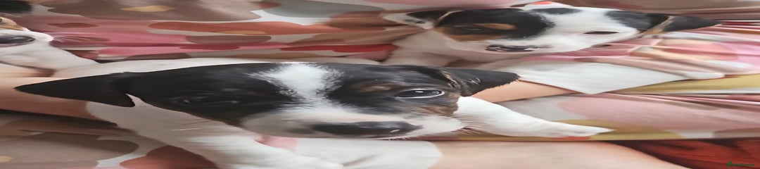Jack Russell Puppy 3
