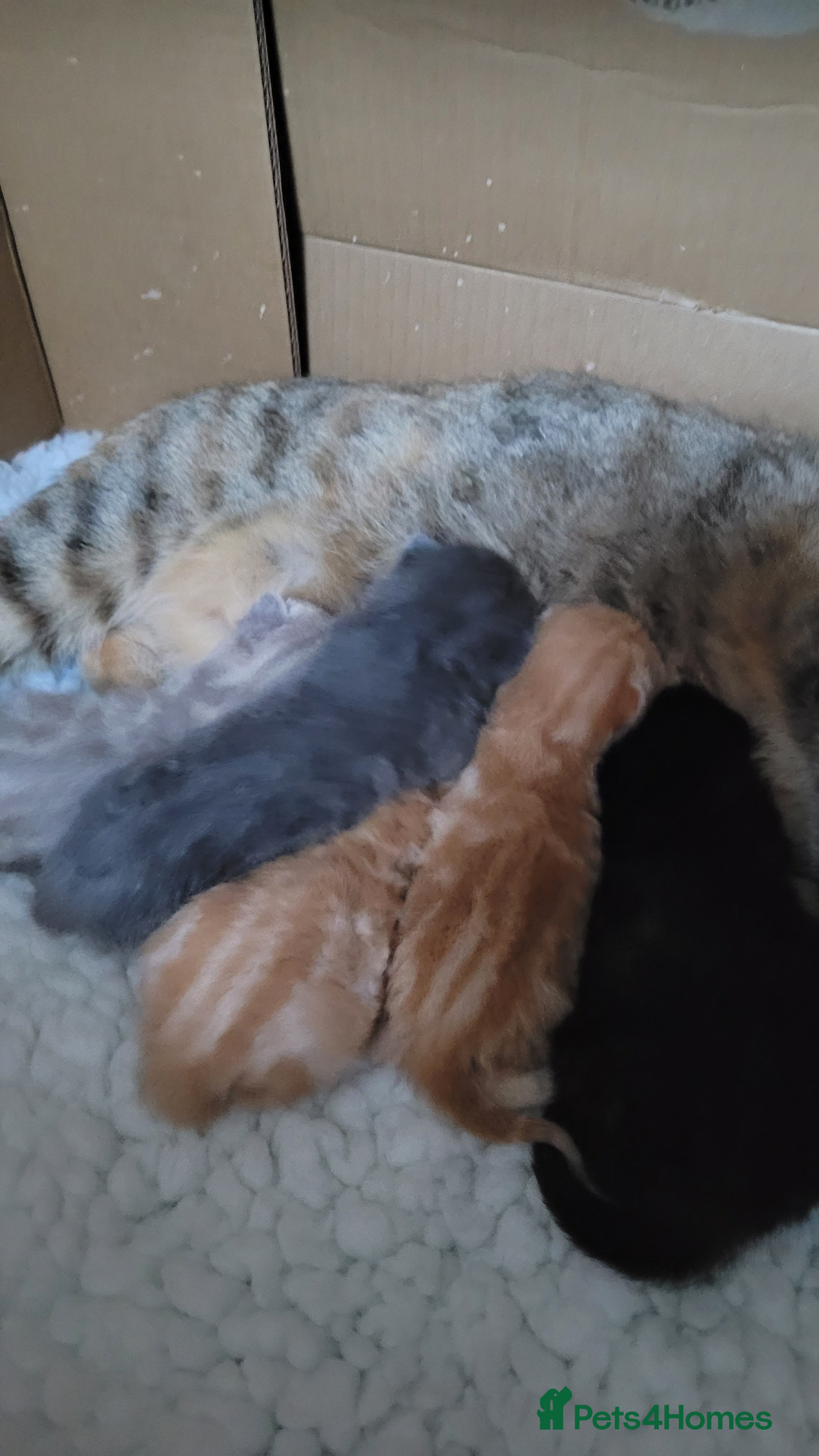 British Shorthair cats 5 beautiful bsh kittens  - Advert 1