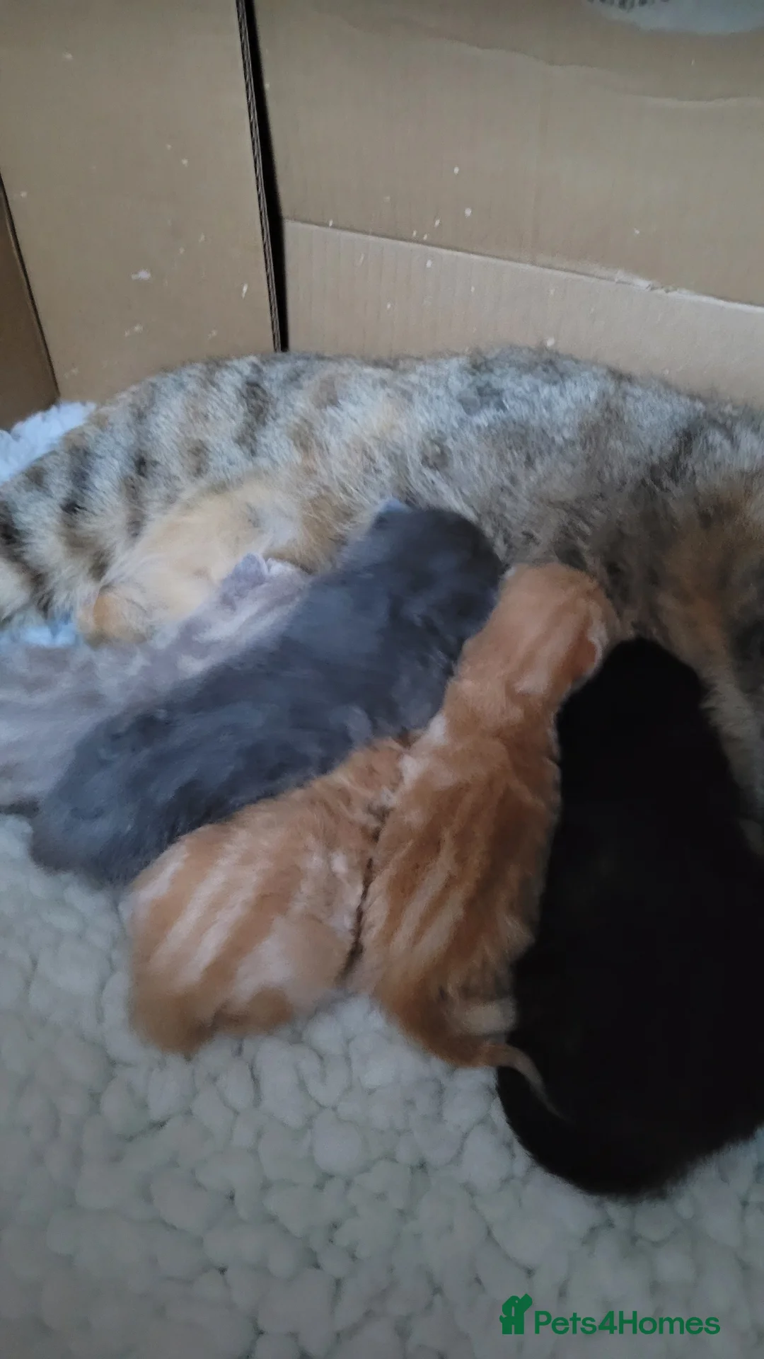 British Shorthair cats for sale: 5 beautiful bsh kittens  - Advert 1
