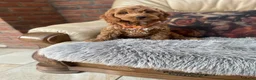 Cockapoo dogs for sale: F1 Cockapoo pups - Advert 7