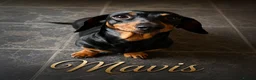 Miniature Dachshund dogs for sale: Scrumptious Black & Tan miniature Dachshund Pupps - Advert 3