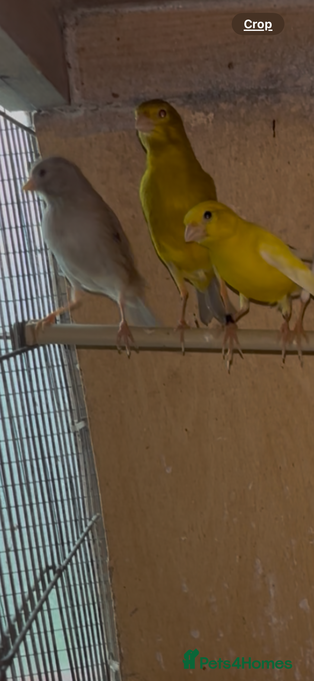 Canaries birds for sale: X11 Irish x4 red mosaic all 2025 and closed rung - Advert 2