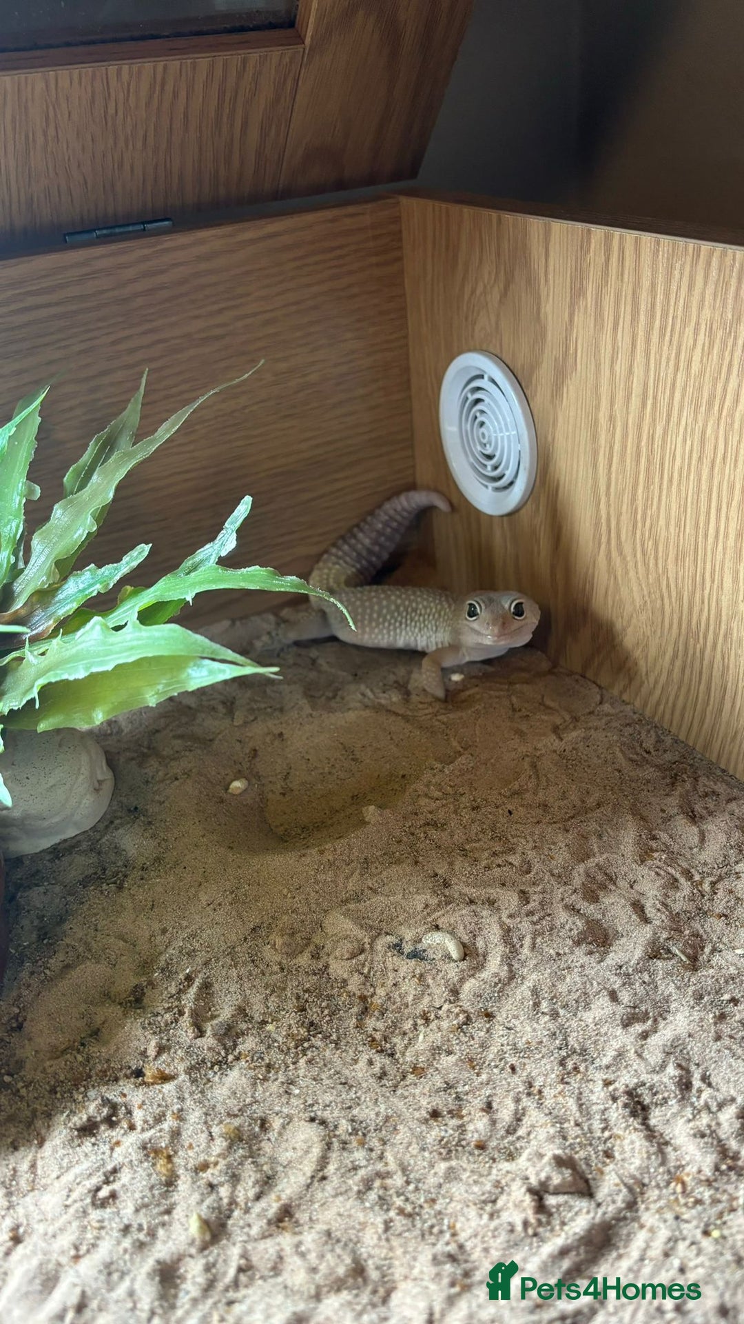 Gecko reptiles for sale: 🦎2 x Leucistic Leopard Geckos + Full Setups  - Advert 6